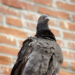 Pigeon